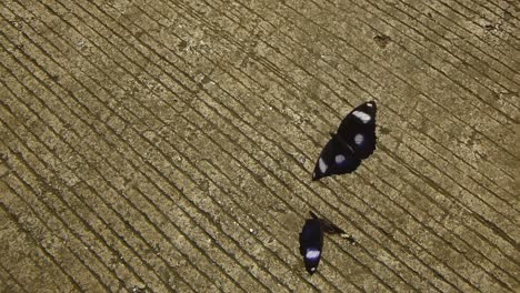 Two-common-black-swallowtail-butterflies-duke-it-out-in-the-street,-darting-at-each-other-while-in-swift-flight