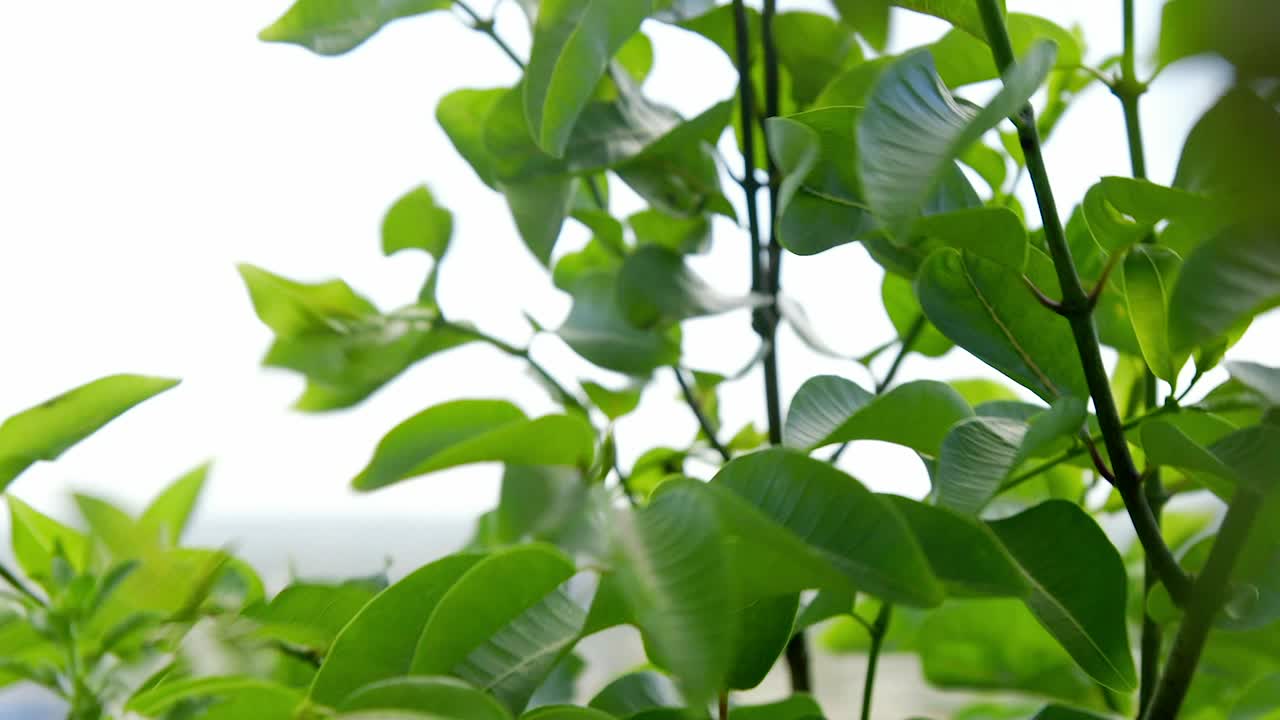 árbol verde y exuberante siendo soplado por un fuerte viento