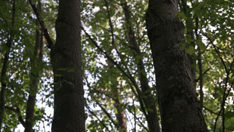 naturaleza y árboles en el bosque en malmö suecia