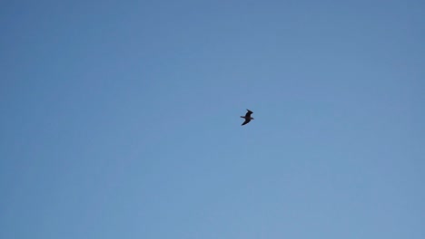 Pájaro-Volando-En-Un-Cielo-Azul-Claro