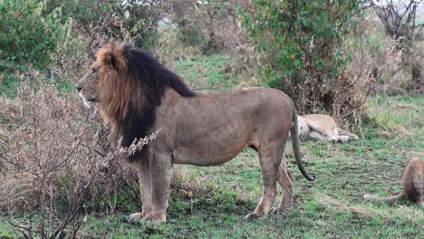 male lion on the hunt for food at the maasai mara national reserve in kenya