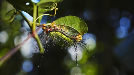 in peru’s rainforest, sun flares through a spiny saturniidae moth caterpillar poised on a leaf.