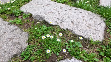 stone path with grass and white flowers