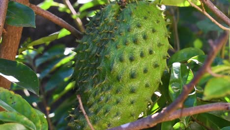 soursop - prickly custard apple - annona muricata tree and fruit