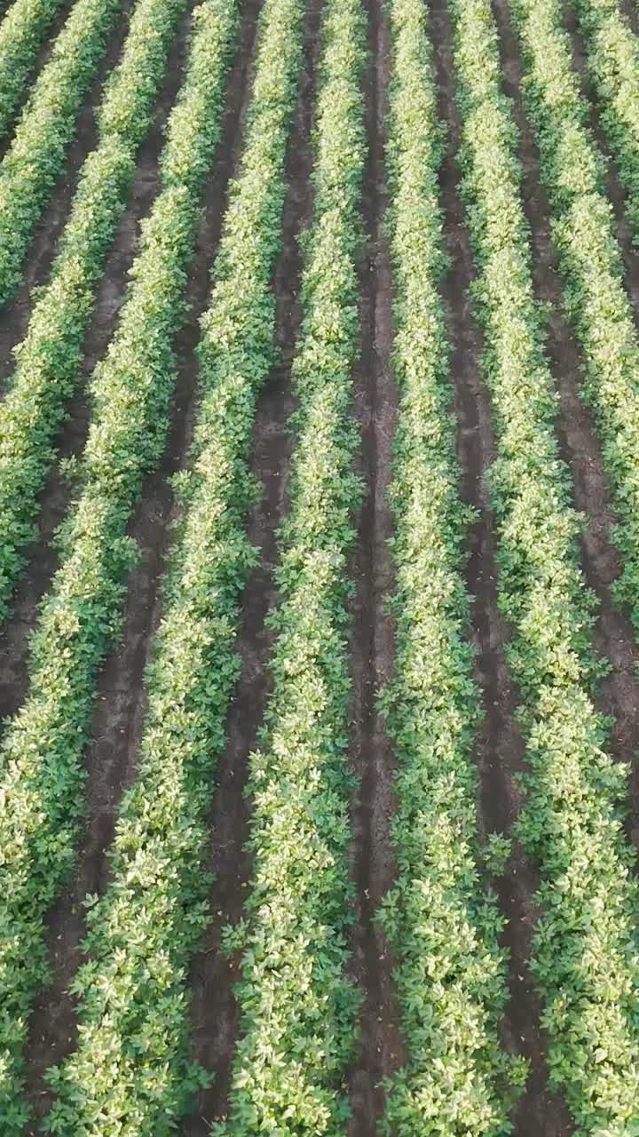 vista aérea de vastos y organizados campos de cultivo