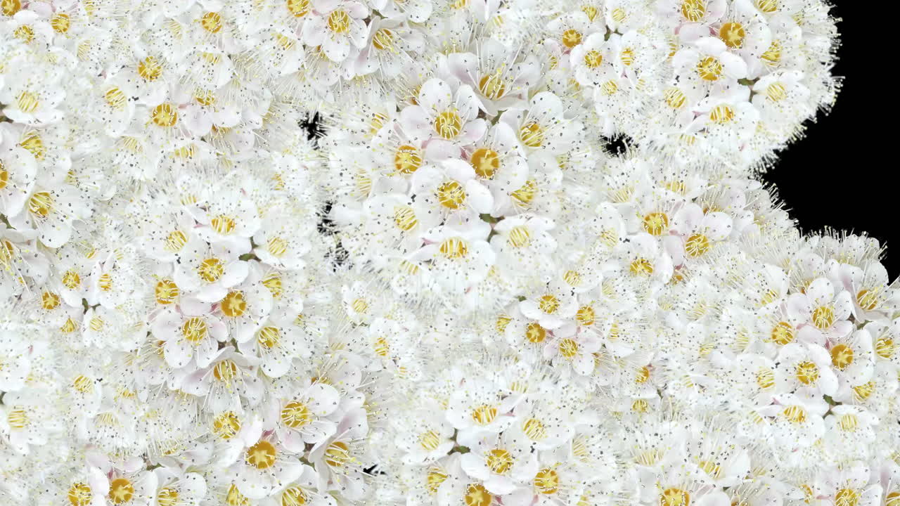 Fondo de croma verde sólido