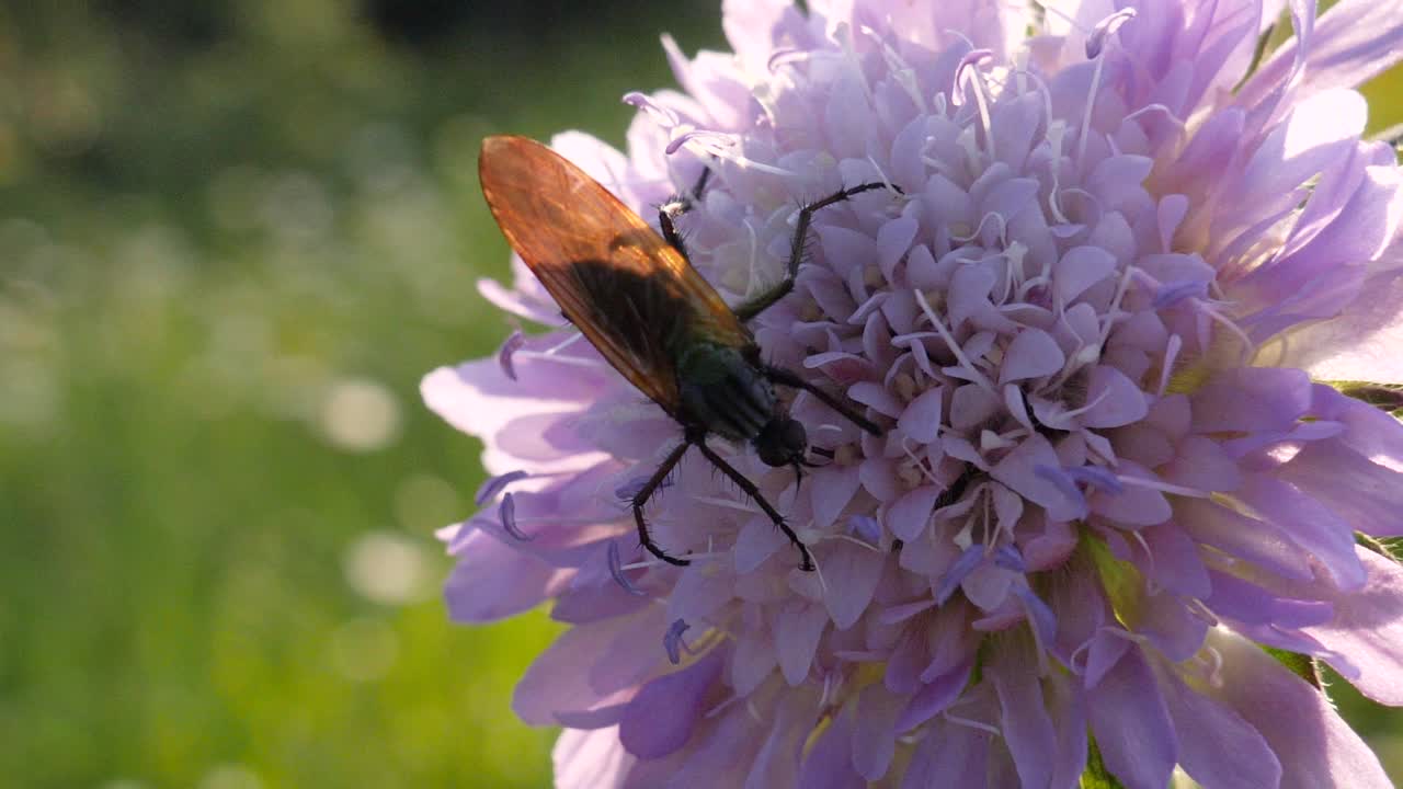 tiro macro de un gran mosquito marrón chupando el néctar de una flor morada en un campo de gras verde y volando en cámara lenta