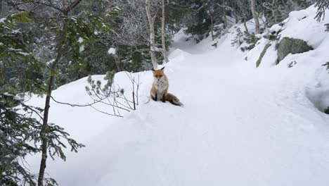 lonely fox walking on snow in winter