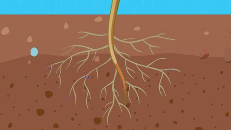 illustration of photosynthesis in plant growth