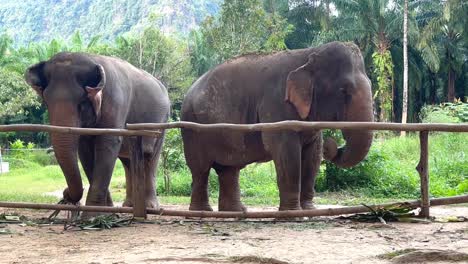 Two-adult-elephants-peacefully-grazing-on-plants-in-Thailand