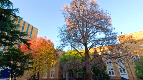 trees and buildings in a serene campus setting