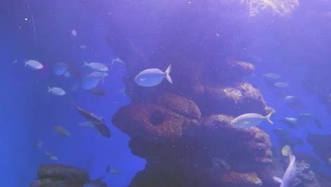 Ein-Blick-Auf-Eine-Schöne-Gruppe-Kleiner-Fische-Im-Aquarium