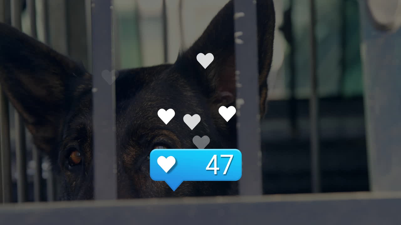 Dark dog peeking through cage bars while floating white hearts and blue bubble showing 47 likes