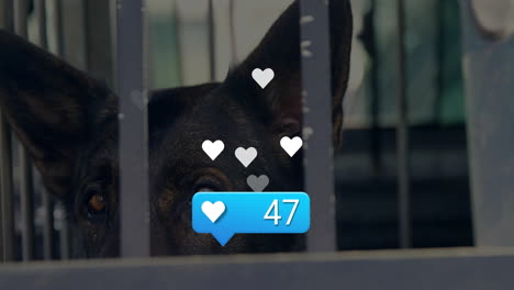 dark dog peeking through cage bars while floating white hearts and blue bubble showing 47 likes