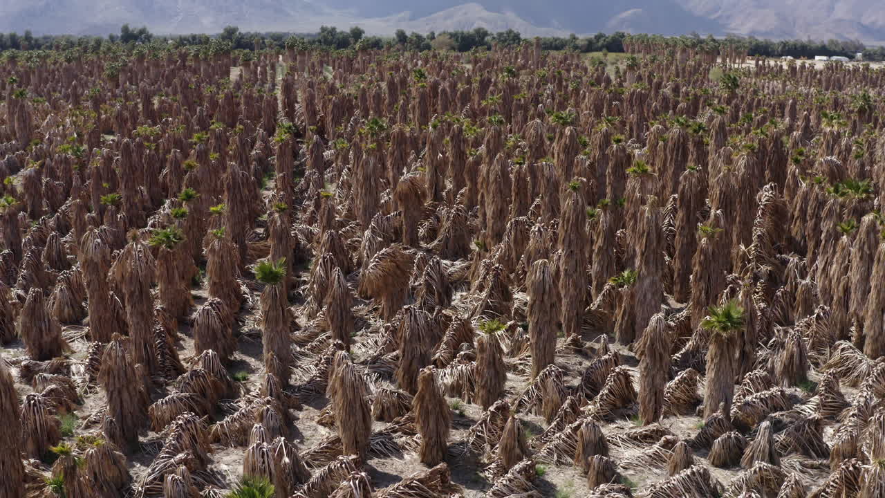 gran campo de palmeras muertas en el parque estatal del sur de california afectado por la sequía