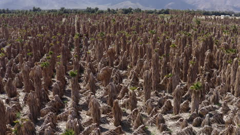 gran campo de palmeras muertas en el parque estatal del sur de california afectado por la sequía