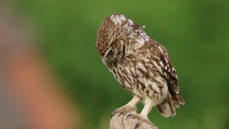 european little owl