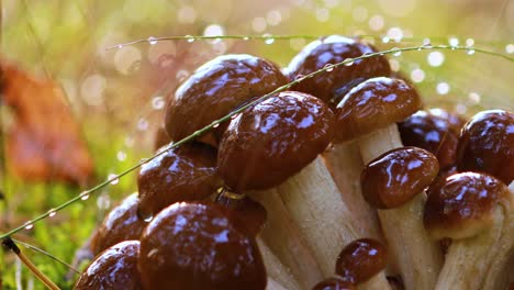 armillaria mushrooms of honey agaric in a sunny forest in the rain.