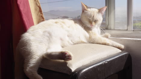 white cat sitting bun the window sunbathing