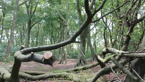 moving through woodlands trees - foliage