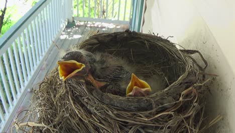 Drei-Entzückende,-Eine-Woche-Alte-Baby-Rotkehlchen-Warten-Hungrig-Auf-Ihre-Rückkehr