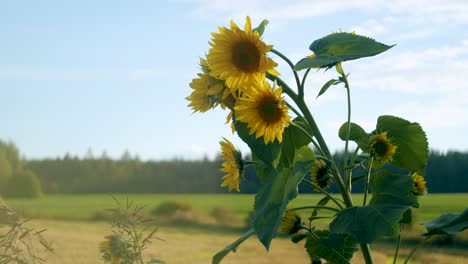 Sunflower-close-up-in-gentle-wind-breeze-autumn-golden-hour