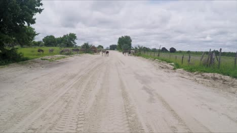 pov of driving on african road, slowing down and stopping with donkeys on the road