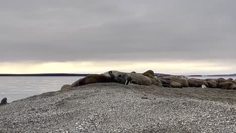 handheld camera shot of walrus sighted on land during expedition boat trip along northern coastline of svalbard norway on exciting and interesting trip