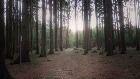 the sun shining through the dark forest