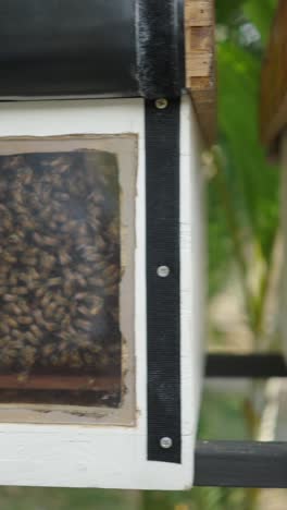 bees in an observation beehive