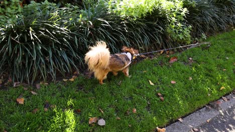 perro explorando la vegetación en el parque de melbourne