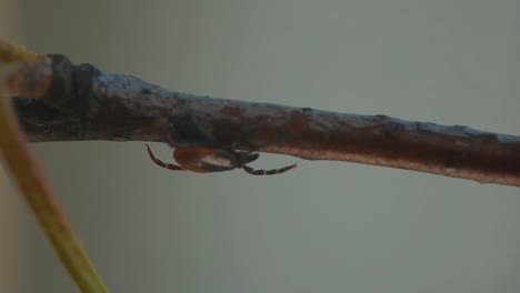 detailed close-up of a tick perched on a branch, showcasing its dark brown body and reddish-orange markings