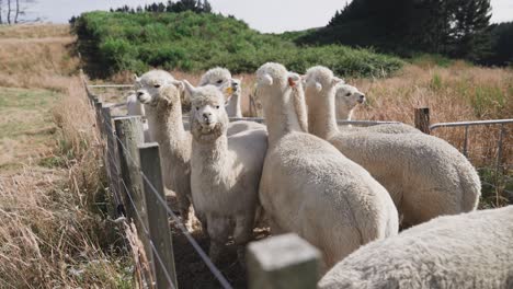 cute white furry alpacas huddled together on ranch, sunny day