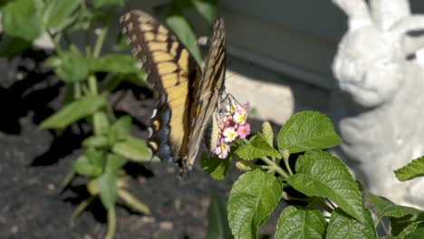 Ein-Gelber-Schmetterling,-Der-Zur-Bestäubung-Auf-Einer-Einzelnen-Blüte-Sitzt