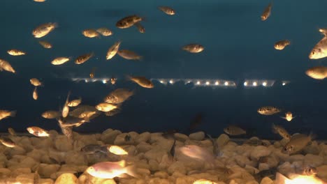 Close-Shot-of-Fish-in-a-Tank-with-Rocks-for-Fish-Massage