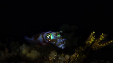 Calamar-De-Arrecife-En-La-Noche-En-El-Arrecife-Lembeh-Indonesia-4k-25fps