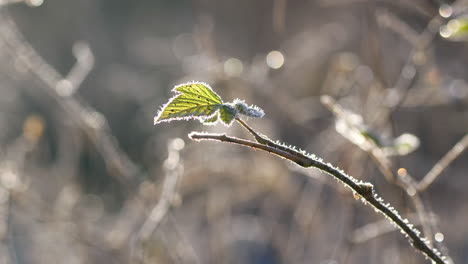 Frost-and-light-snowflakes-sit-on-lonely-single-green-leaf