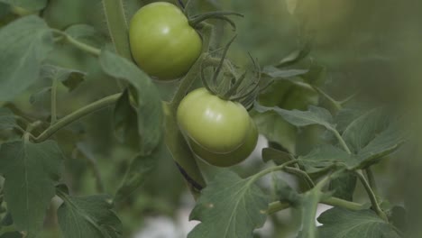 close-up cinematic b-roll of green tomatoes growing on the vine