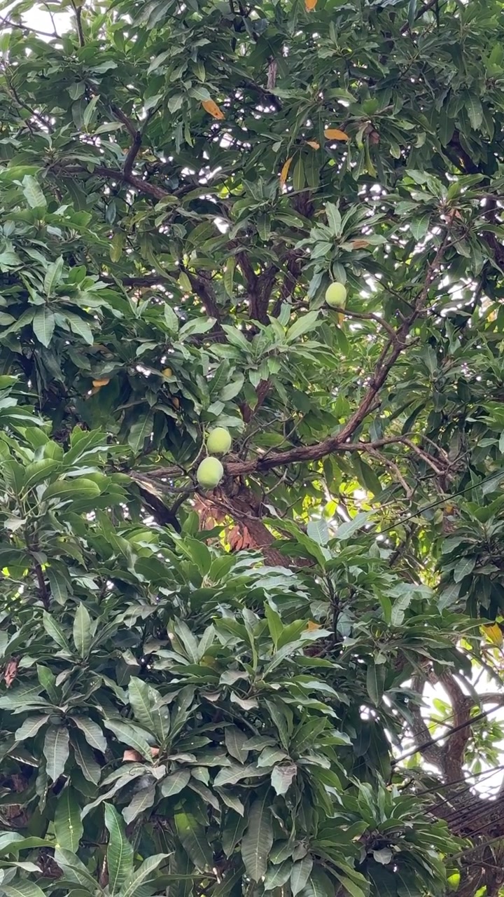 Manghi verdi appesi a un rigoglioso albero di mango