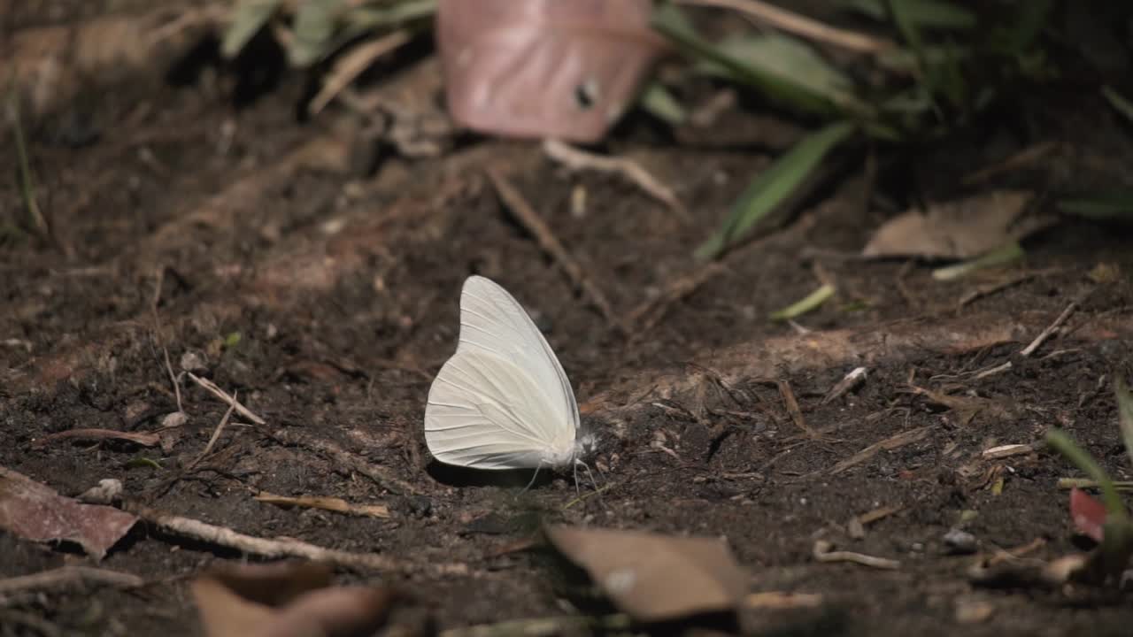 White Satin Moth On The Forest Foreground