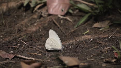 Polilla-Blanca-Satinada-En-El-Primer-Plano-Del-Bosque