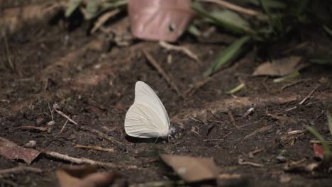 falena satinata bianca in primo piano nella foresta