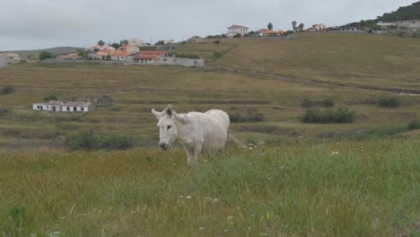 white donkey looking at camera in countryside scenery background