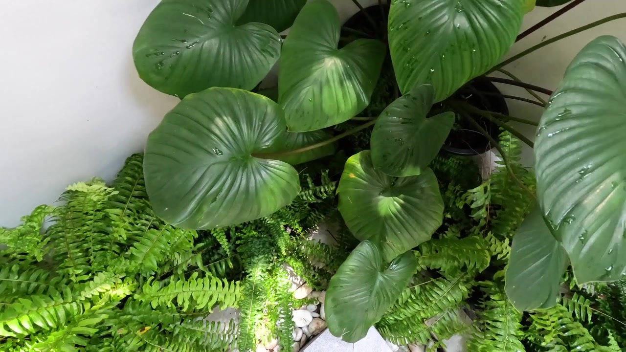 Ripresa panoramica dall'alto di lussureggianti piante tropicali da interno in un luminoso giardino d'interni