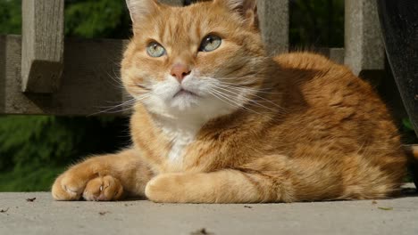 beautiful ginger cat looking around