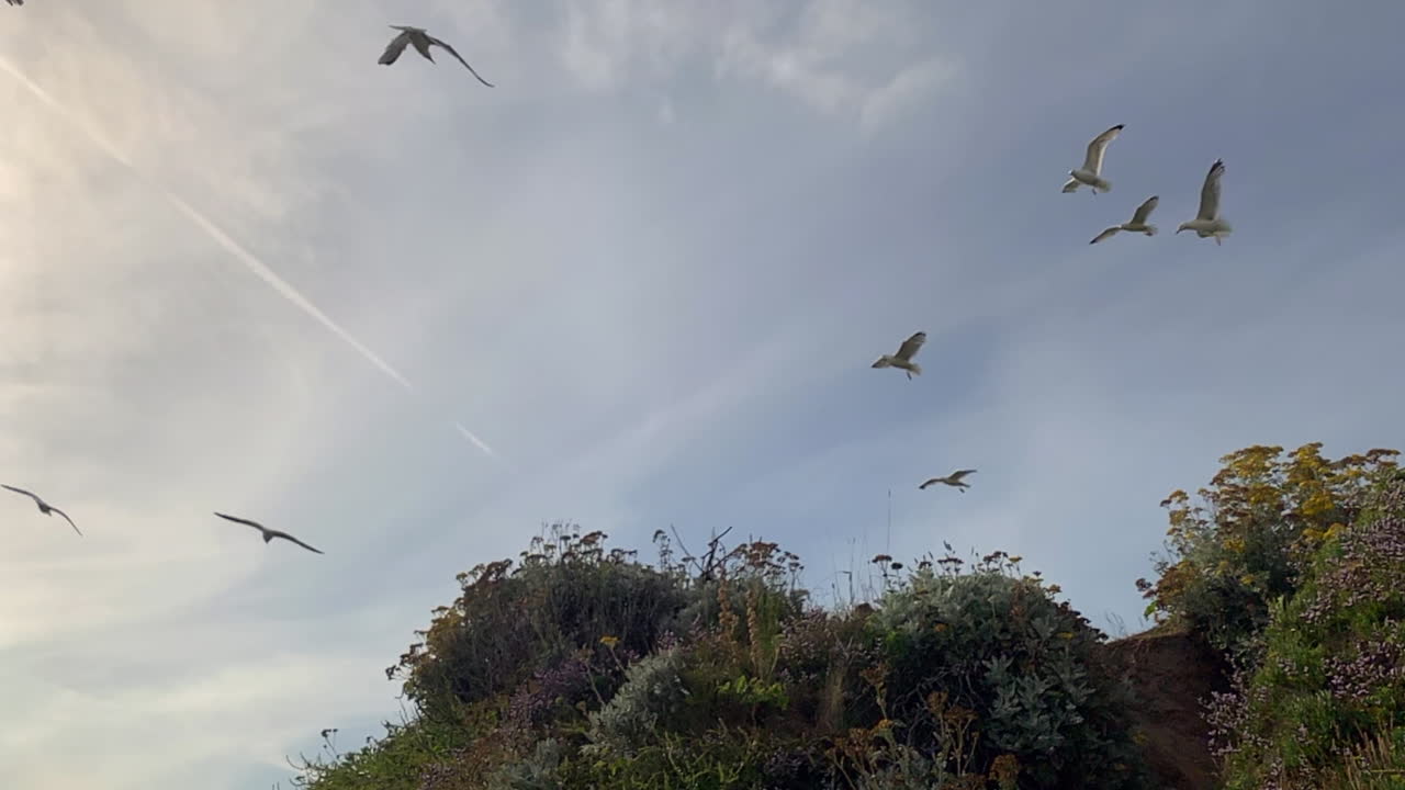 gaviotas en la playa volando bajo el sol de verano en cámara lenta