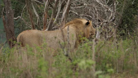 Löwe-Geht-Langsam-Durch-Die-Vegetation-Und-Ist-Sehr-Aufmerksam