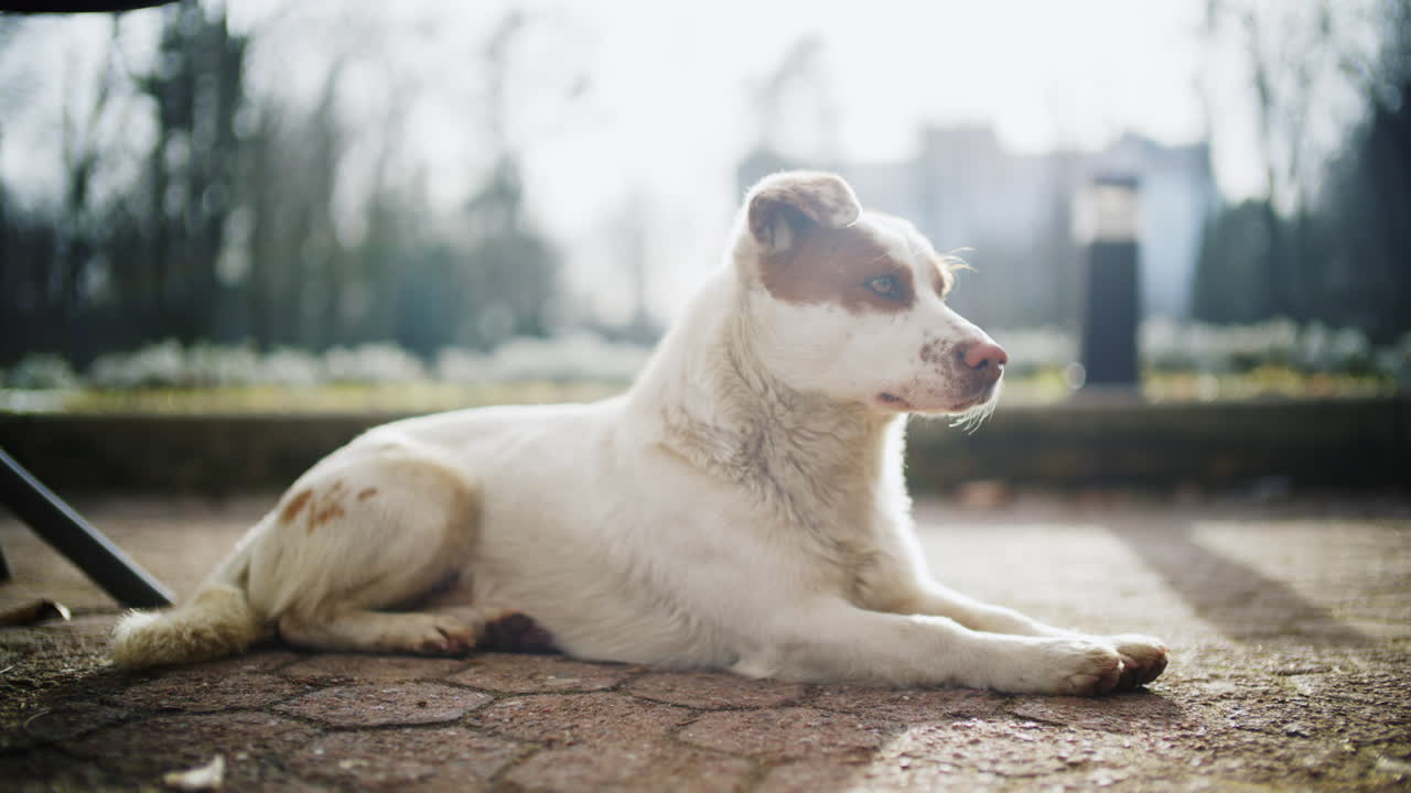 Small white and brown dog resting on stone pavement outdoors in natural sunlight