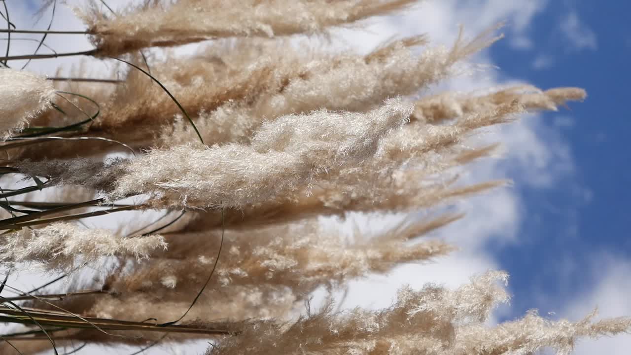 la esponjosa hierba de las pampas contra un cielo azul