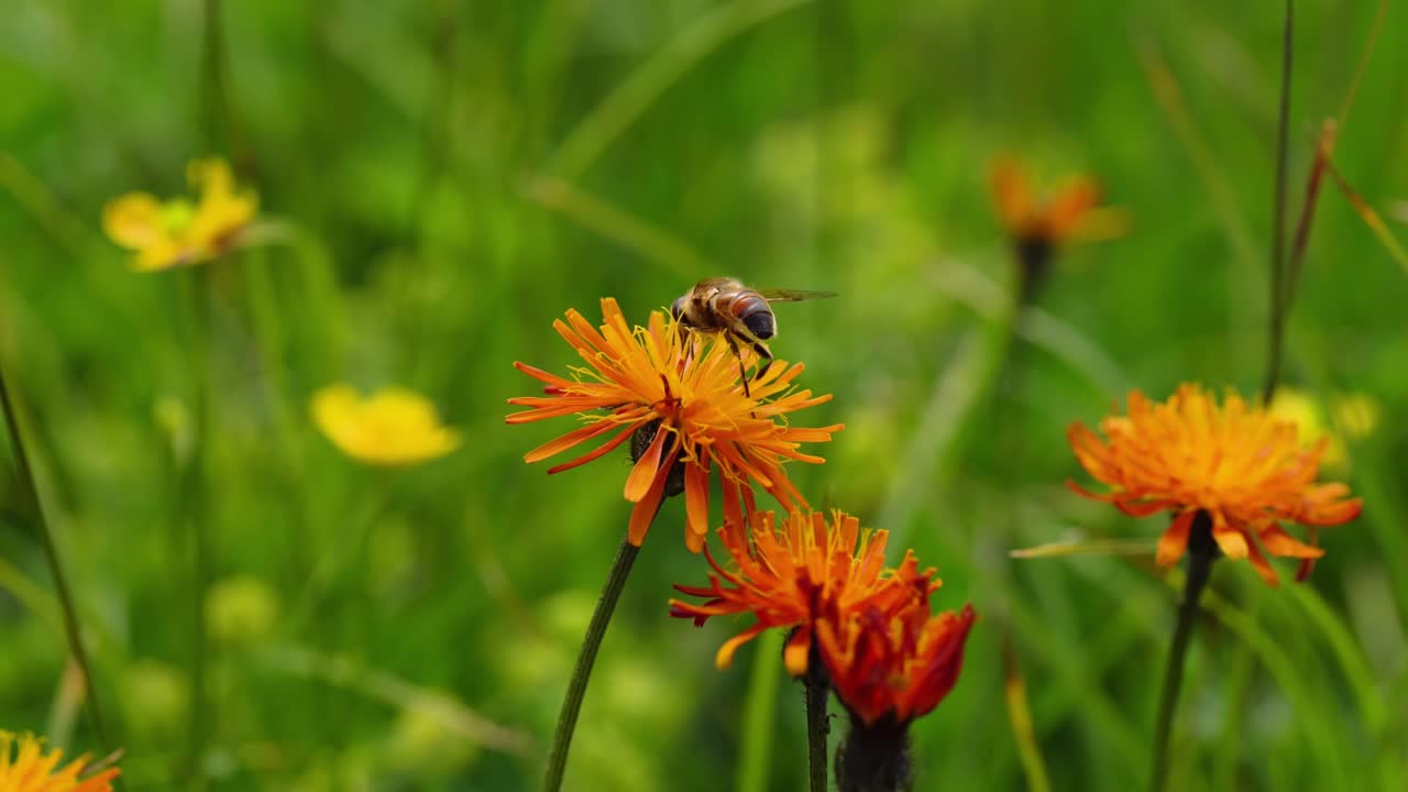 la avispa recoge el néctar de la flor crepis alpina.